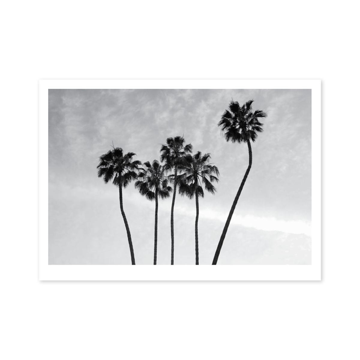 Black Palms Notecard